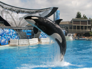 PETA-s-Whale-Slavery-Lawsuit-Against-SeaWorld-Tossed-2