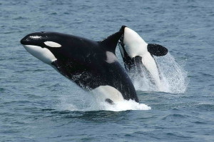 800px-Killerwhales_jumping