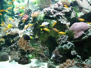 800px-Aquarium_tropical_-_bac_marin